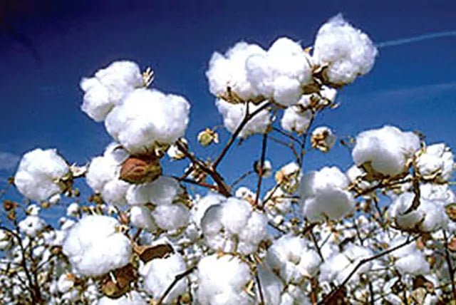 GBB cotton market 28