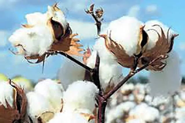 GBB cotton market 34