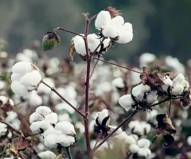 GBB cotton market 36