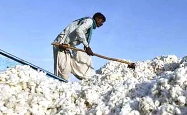 GBB cotton market 47