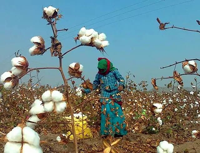 GBB cotton market 58