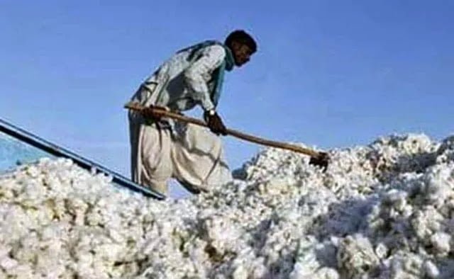GBB cotton market 59