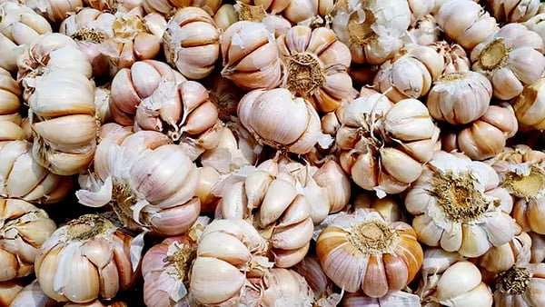 GBB garlic market 11
