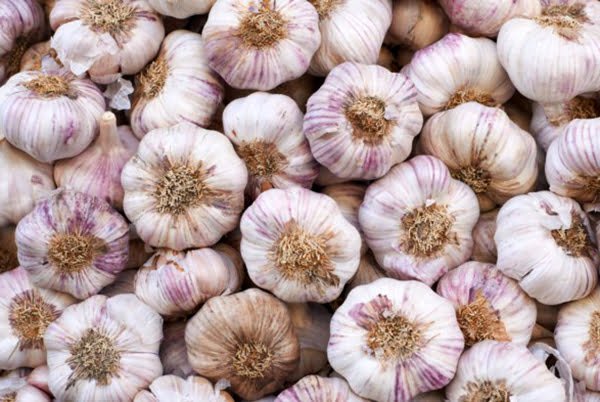 GBB garlic market 4
