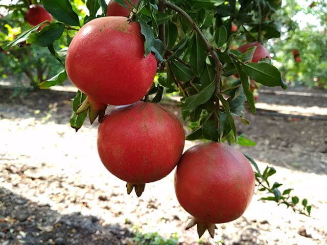 GBB pomegranate farming new