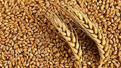 GBB wheat market 5