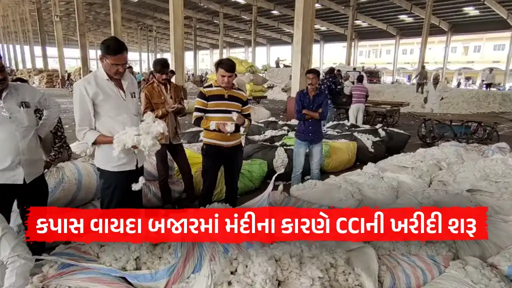 ગુજરાતમાં કપાસ વાયદા બજાર ભાવમાં મંદીના કારણે CCIની ખરીદી શરૂ - Gujarat ...