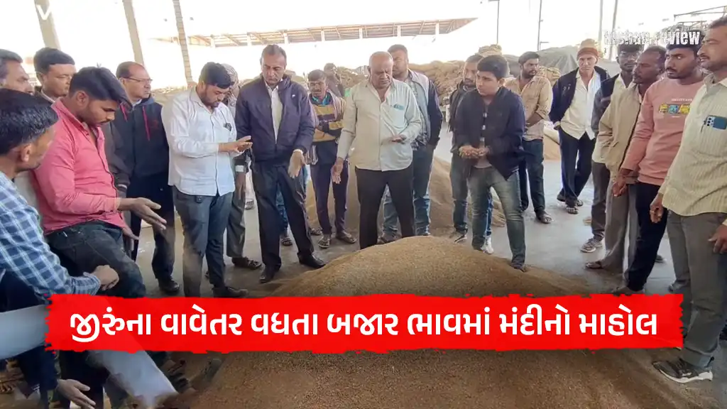 ગુજરાતમાં જીરુંના વાવેતર વધતા જીરું વાયદા બજાર ભાવમાં મંદીનો માહોલ