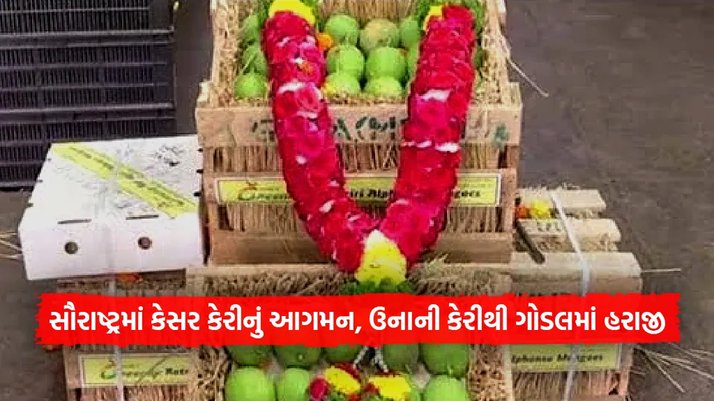 Kesar mango arrival in Gujarat Saurashtra due Una mangoes auction in Gondal