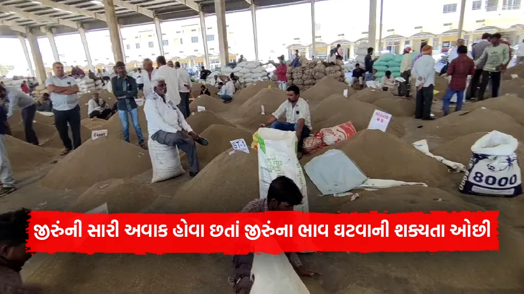 cumin good demand in Gujarat market yard but cumin market price not fall