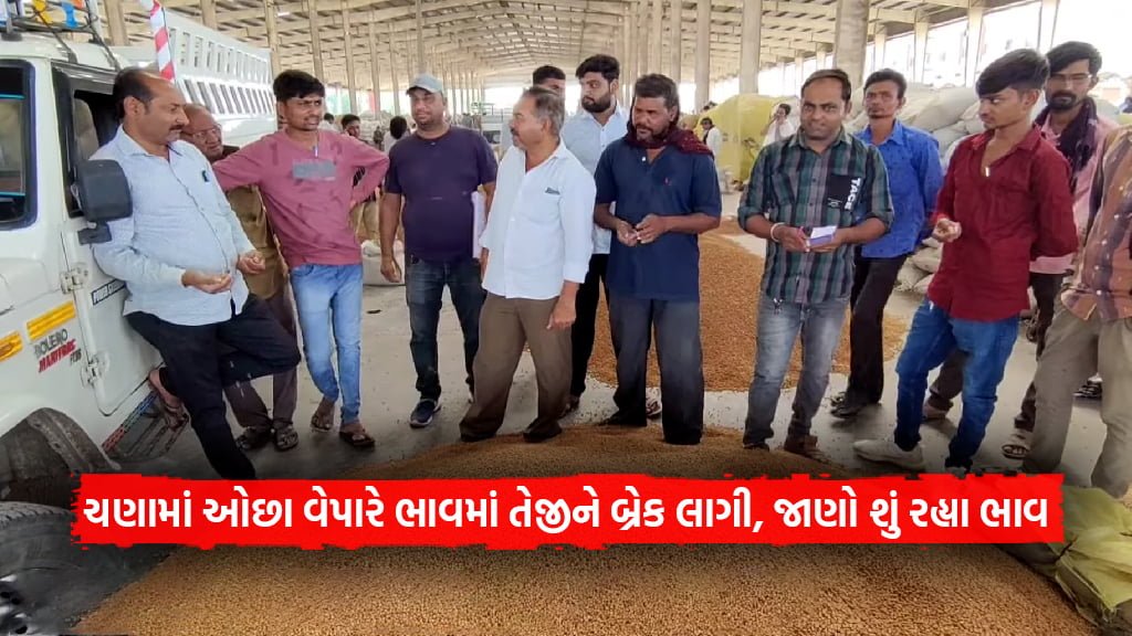 chickpea Low trade to decline chickpea price in gujarat