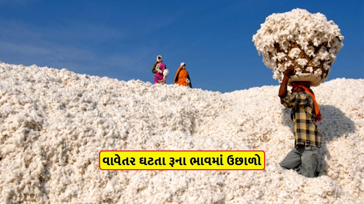 Cotton price today in Gujarat increase due to kapas cultivation decrease