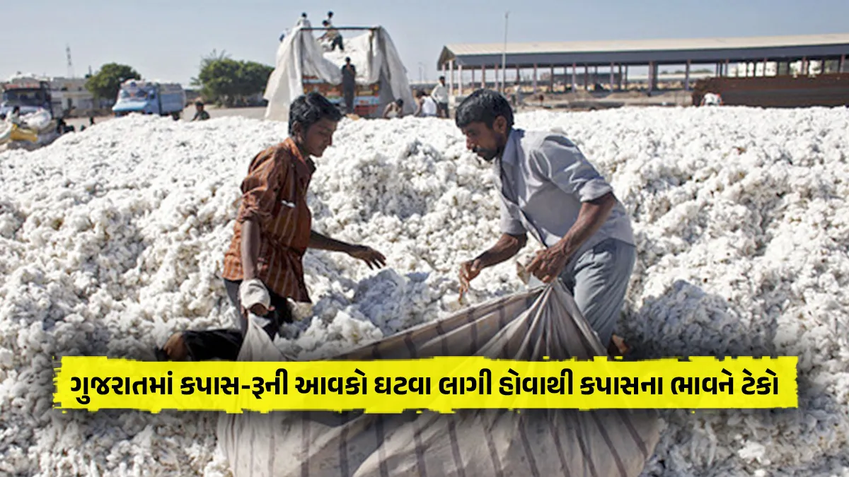 Cotton price today increase due to cotton income fall in Gujarat market yard