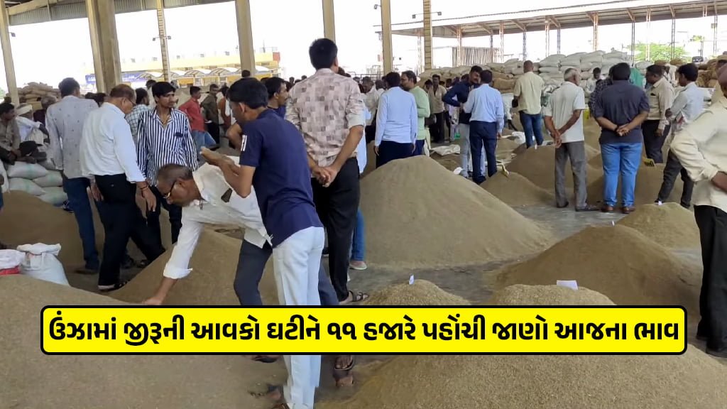 jeera price in gujarat down amid Unjha cumin revenues