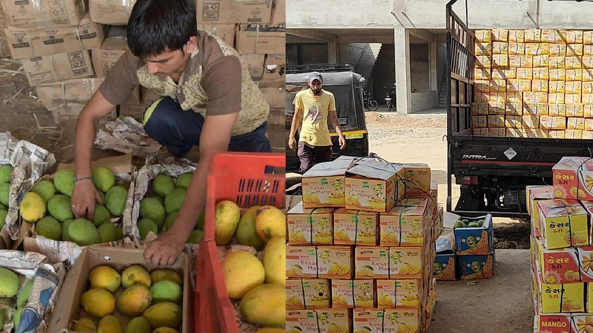 kesar mango price in gujarat Apmc fruit market yard 14 June latest kesar keri rate