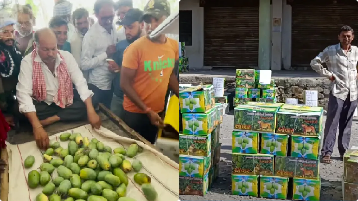 kesar mango price today in gujarat Apmc fruit market yard 10 June 2024 kesar keri rate