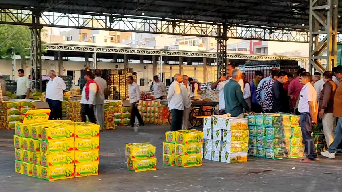 kesar mango price in gujarat Apmc fruit market yard 13 June latest kesar keri rate