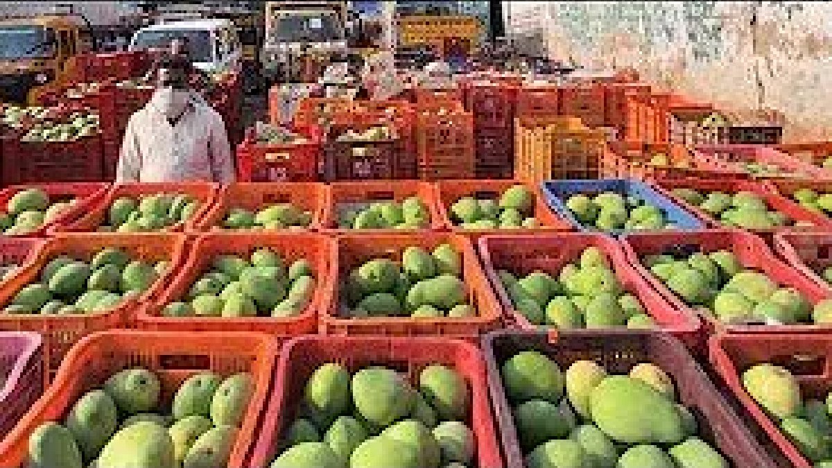 kesar mango price today in gujarat fruit market yard 20 June latest Kutch kesar keri rate