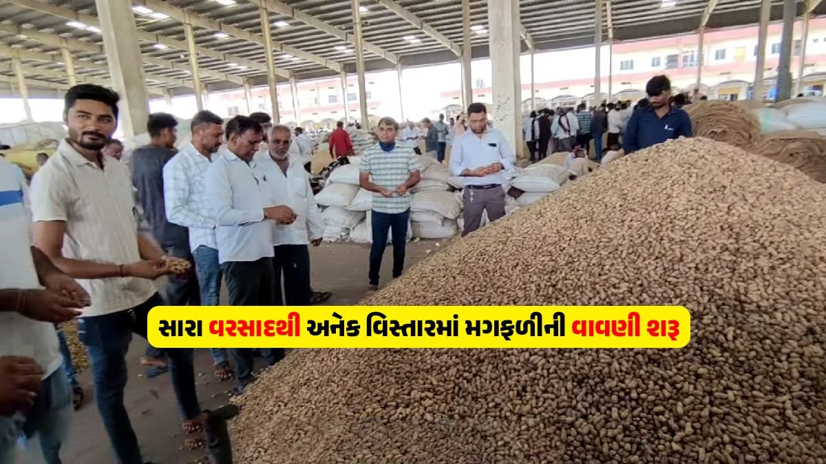 Groundnut sowing has started due to good rains in Gujarat amid peanut price today strong