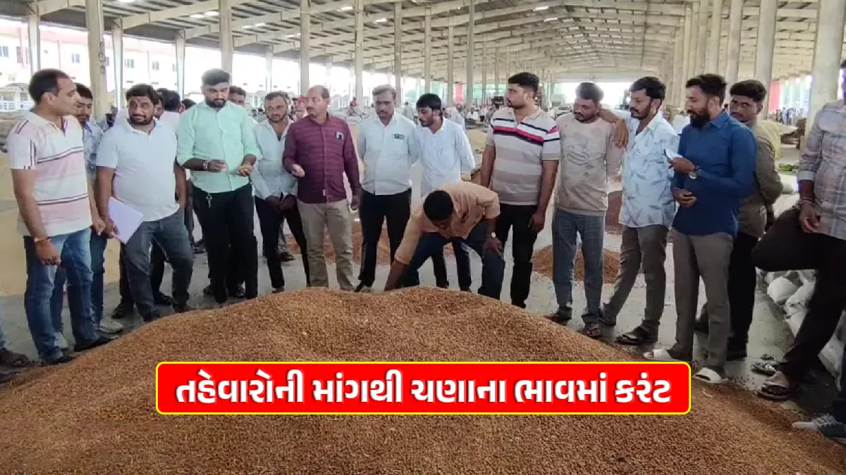 gujarat festive demand amid Chickpea price Today sparkle