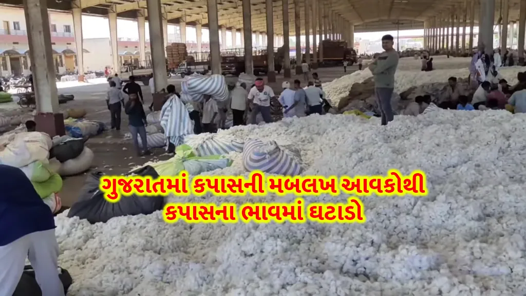 Cotton price today: Cotton prices fall due to huge revenue of cotton in Gujarat