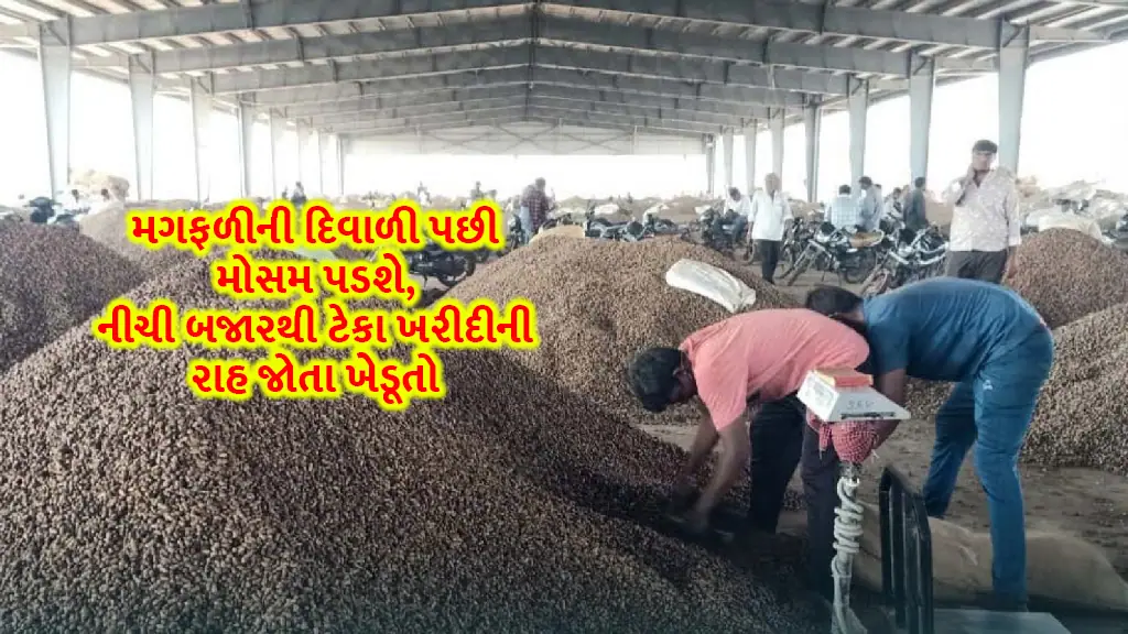 Groundnut price today: Groundnut season will be after Diwali, farmers waiting for support from low market