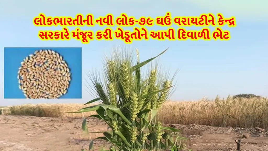 Lok Bharati's new lok-79 wheat variety has been approved by the central government and given as a Diwali gift to the farmers