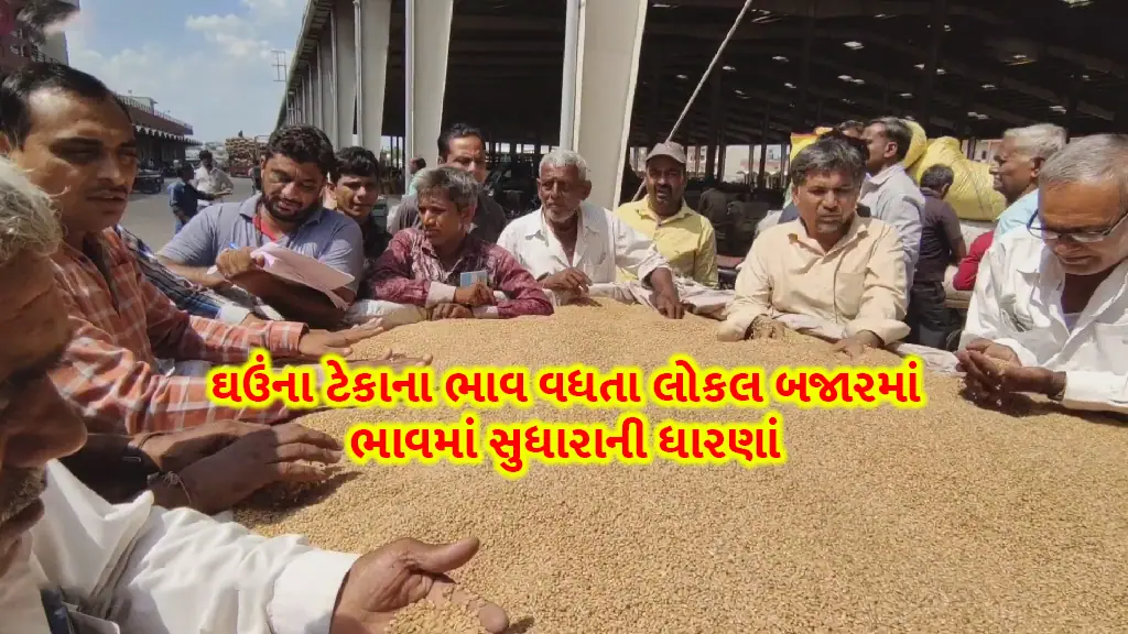 Local prices are also expected to improve as wheat support prices in Gujarat increase