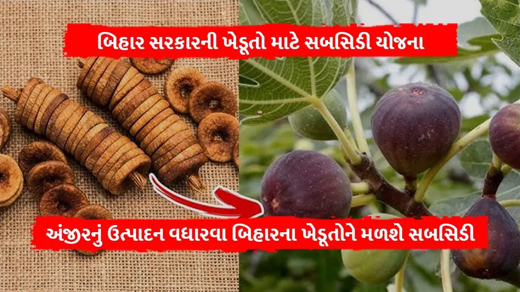 Bihar Government Subsidy Scheme for Farmers to Increase Fig Production