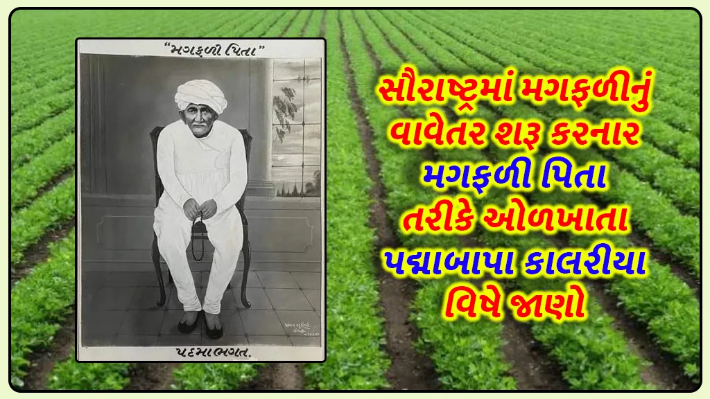 Learn about Padmabapa kalariya, known as the father of groundnuts, who started groundnut cultivation in Saurashtra