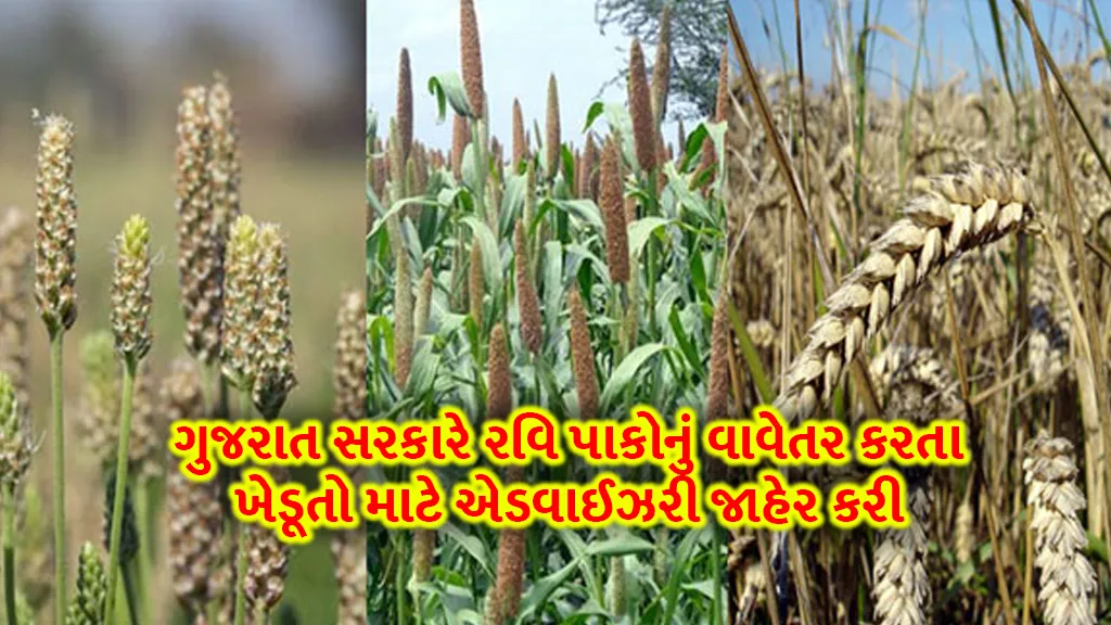 Gujarat government farmers advisory has announced for farmers planting rabi crops