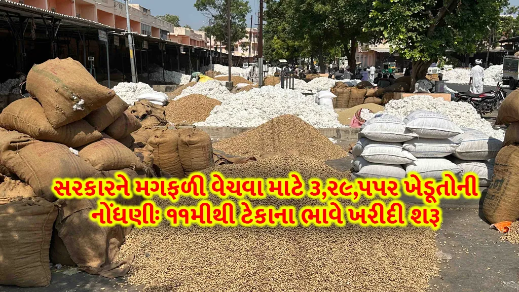 Gujarat groundnuts Tekana bhav Registration 329552 farmers msp purchase start from 11th November