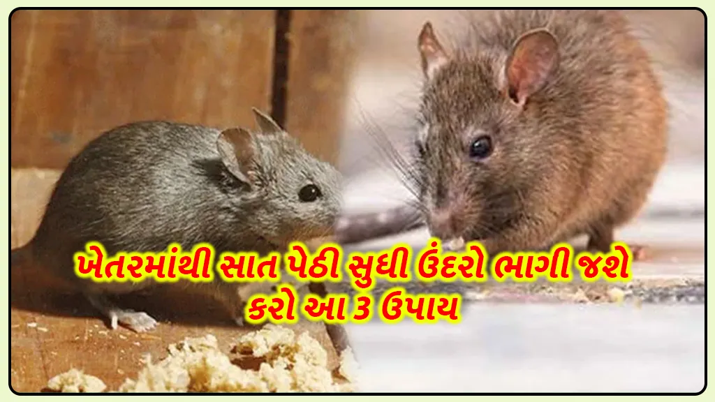 get remedy rid of rats from farm for Crop Protection