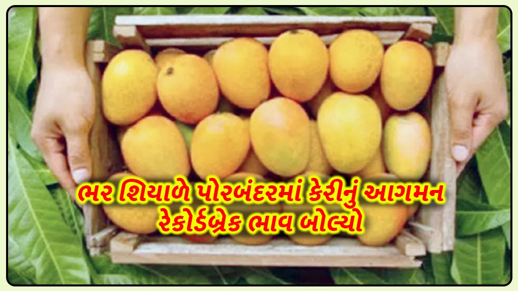 winter in Gujarat arrival mango auction in Porbandar