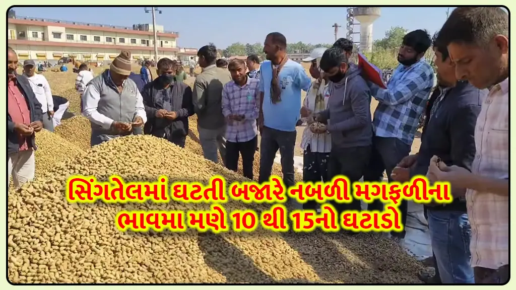 Groundnut price today fall by 10 to 15 rs due weak market in singtel market