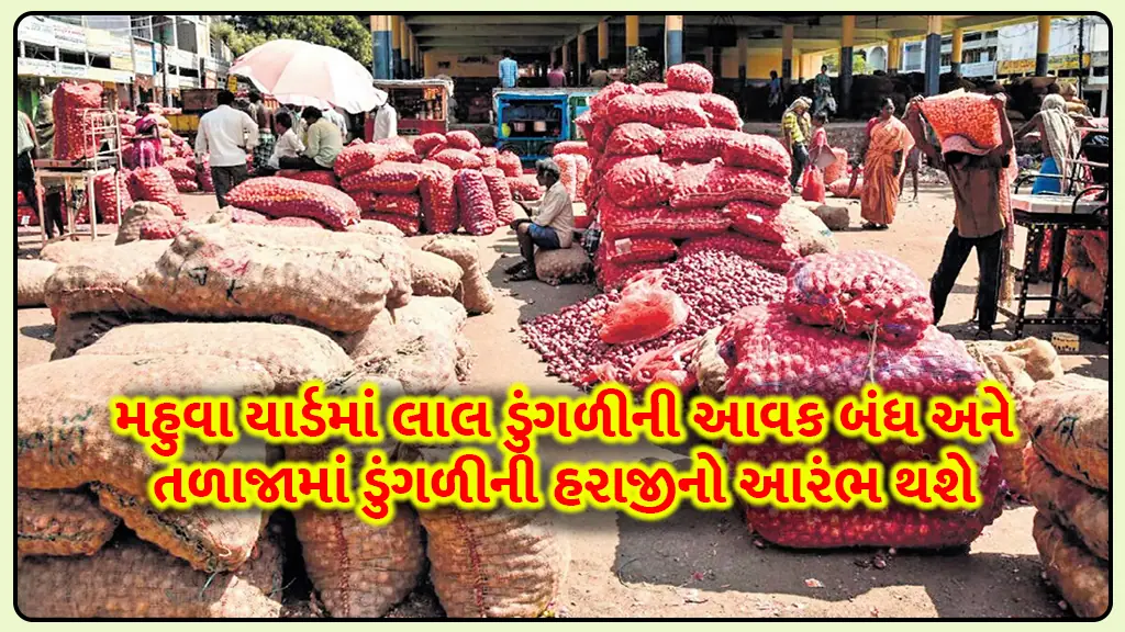 Red onion revenue will be closed in Mahuva yard and onion auction will start in Talaja