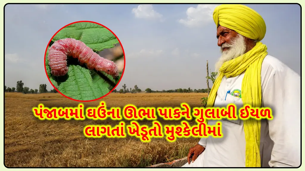 Wheat Crisis Punjab: Farmers in trouble due to pink caterpillars in standing wheat crop in Punjab