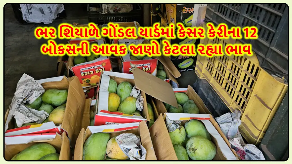 kesar mango auction Gondal: Gondal market yard in Bhar Shil in Gujarat sold 12 boxes of saffron mangoes at a price of Rs.525 per kg