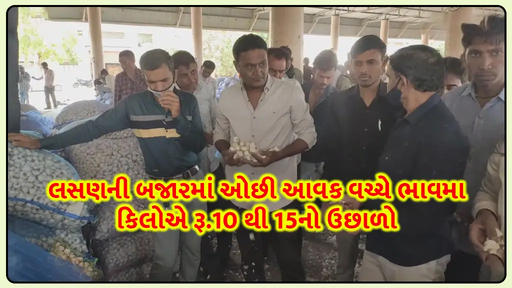 Garlic price today jump amid low income in Gujarat garlic market