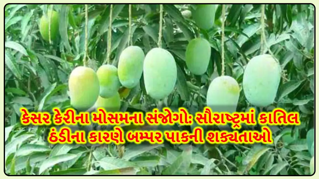 Gujarat kesar mango bumper crop due to chilly weather in Saurashtra